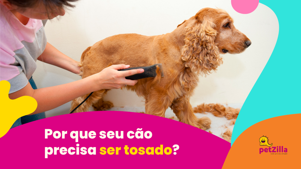 Os principais tipos da tosa de cachorro | Fizzing 360º