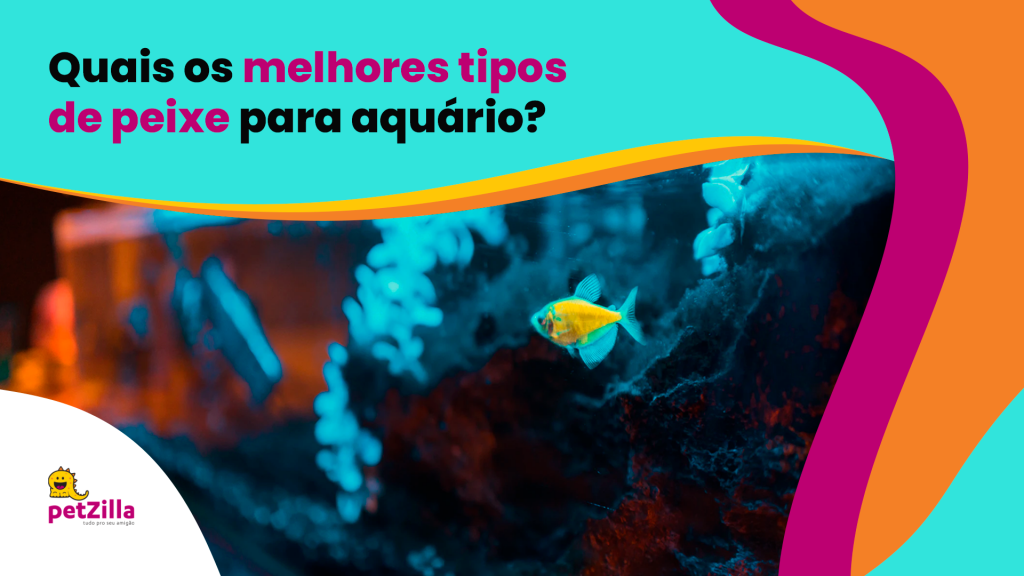 Quais os melhores tipos de peixe para aquário? | petZilla