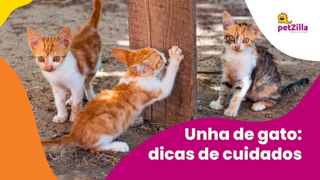 petZilla | Unha de gato: dicas de cuidados