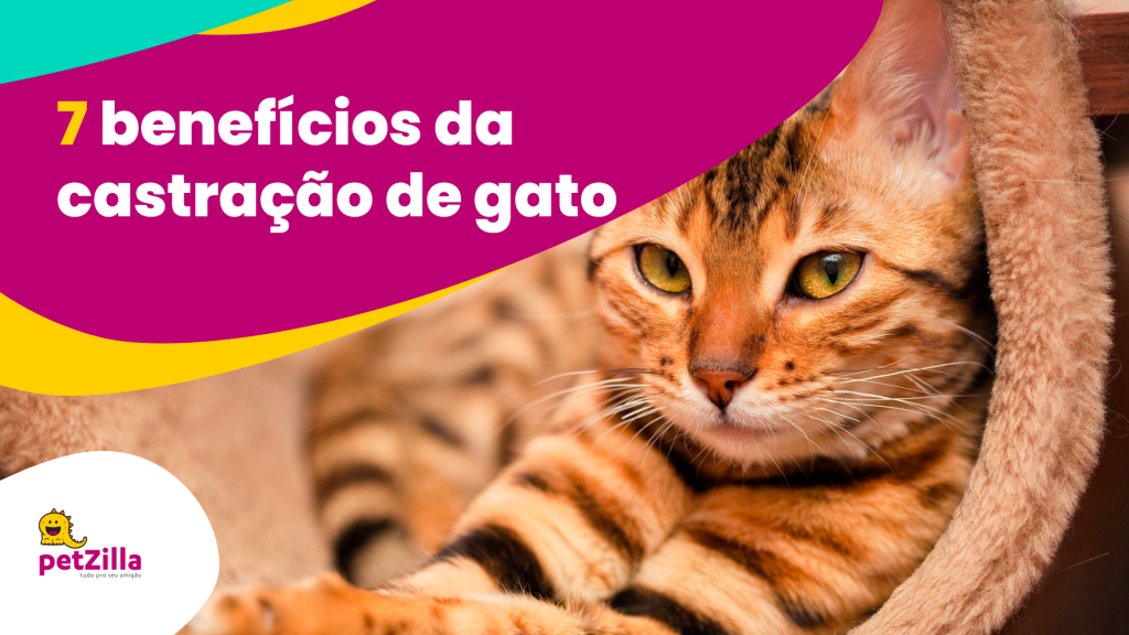 petZilla | 7 benefícios da castração de gato