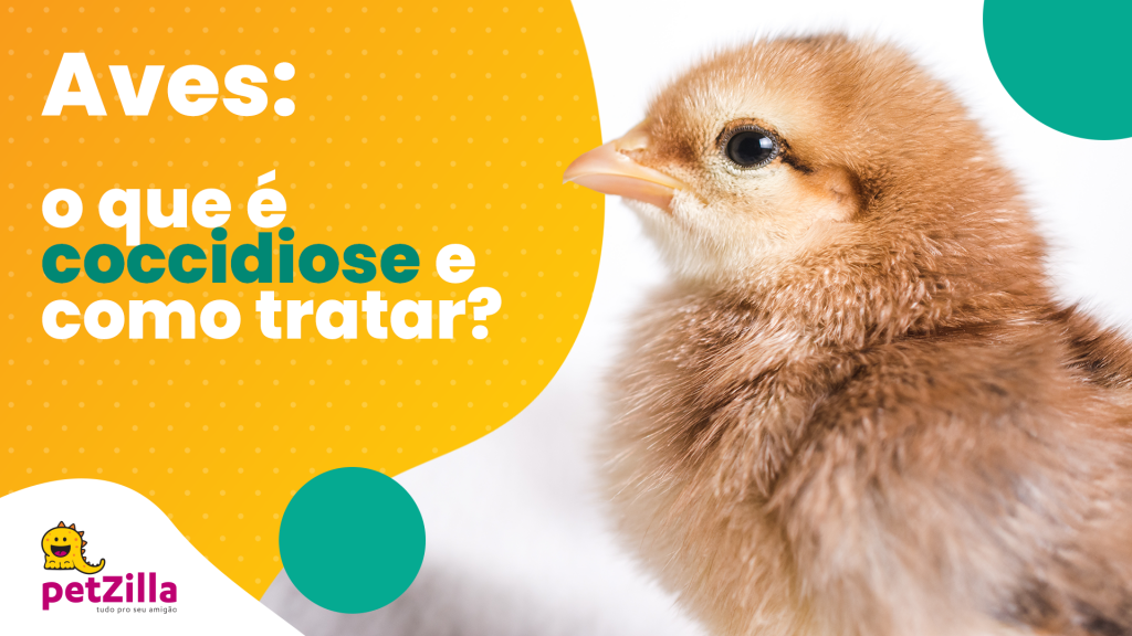 petZilla | Aves: o que é coccidiose e como tratar?
