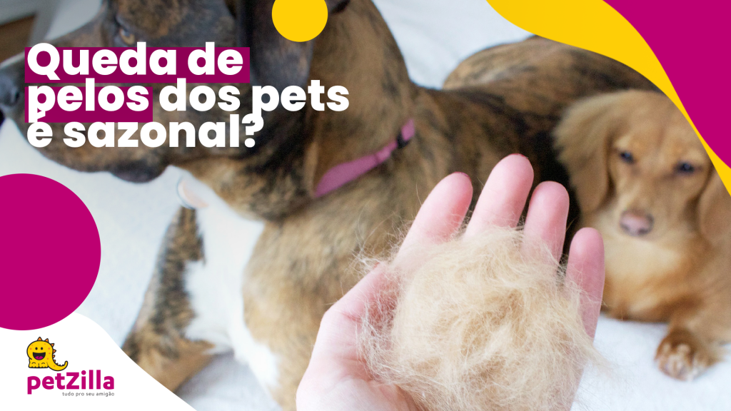 petZilla | Queda de pelos dos pets é sazonal?