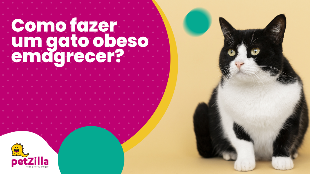 petZilla | Como fazer um gato obeso emagrecer?