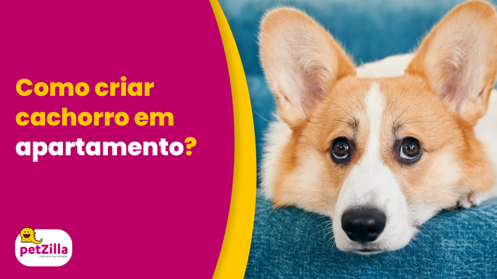 Close no rosto de um cachorro com as orelhas levantadas, deitado sobre um sofá azul, com o seguinte texto do lado esquerdo: como criar cachorro em apartamento?